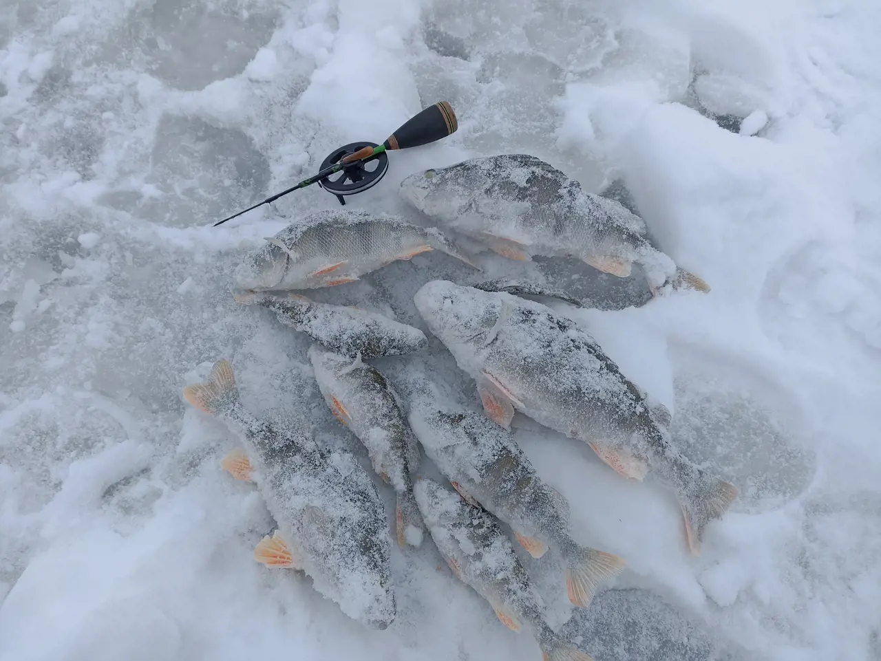 Рыбалка в воронеже