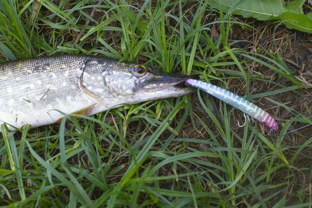 https://s3.moifotki.org/5f025abe90264dbbb295017e8a7f0da5.jpg