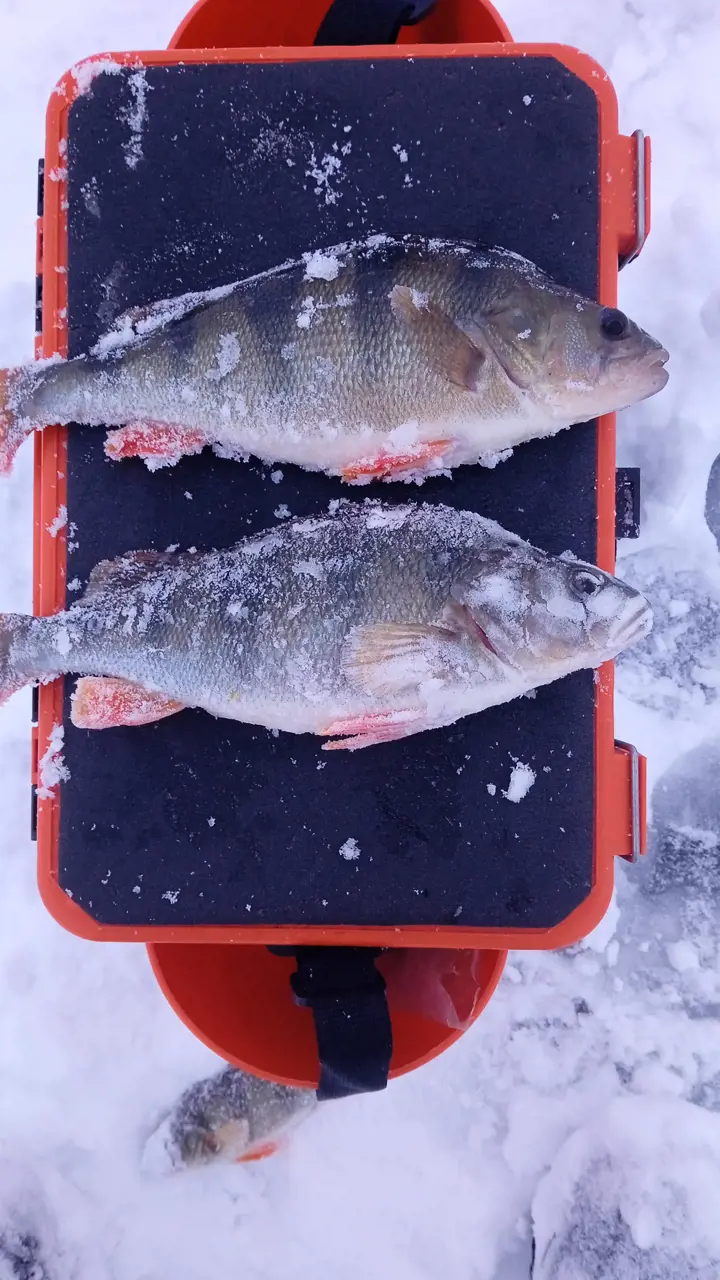 Зимняя рыбалка на покаток на Дону: советы и рекомендации