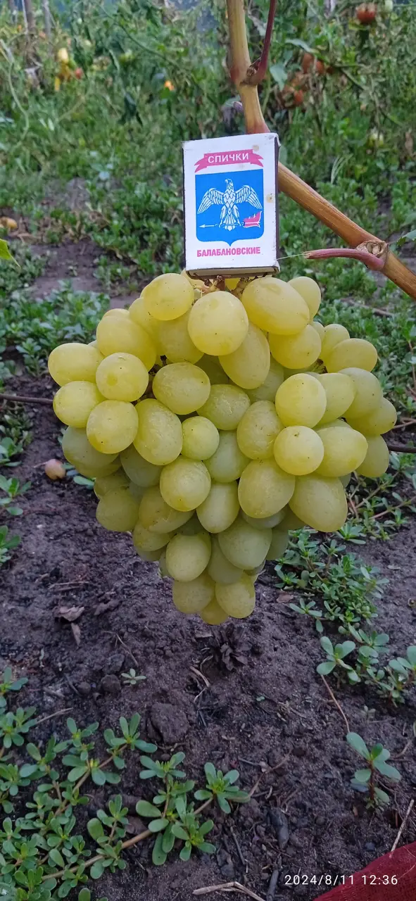 https://s3.moifotki.org/ce532b28123844cc95d0d37fc6296825.jpg